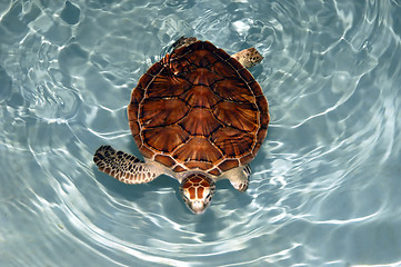 Image showing Mexican Turtle