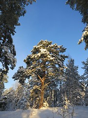 Image showing Winter Pine