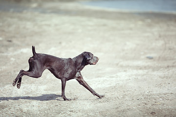 Image showing Dog running