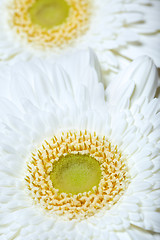 Image showing Two Chrysanthemum flowers