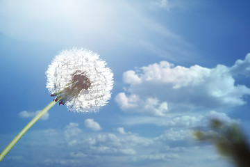 Image showing Dandelion