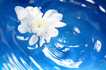 Image showing Flower and water