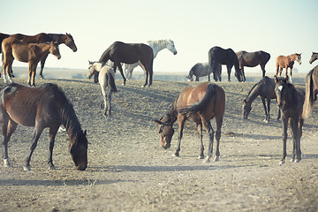 Image showing Horses