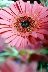 Image showing Chrysanthemum