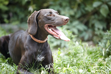Image showing German short-haired pointer
