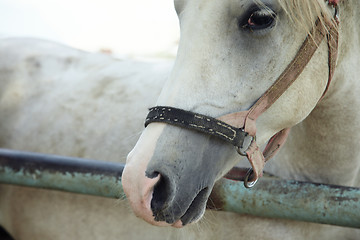 Image showing White horse