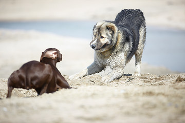 Image showing Dog playing