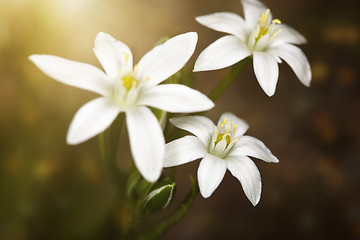 Image showing Flowers