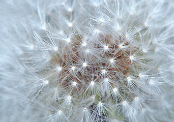 Image showing Dandelion