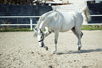 Image showing White horse