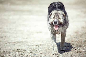 Image showing Middle Asian sheepdog