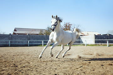 Image showing Horse power