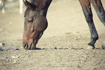 Image showing Horse head