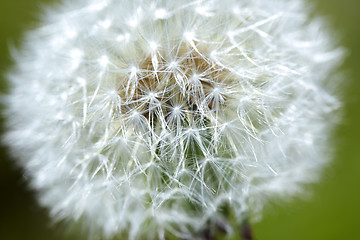 Image showing Dandelion