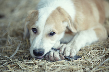 Image showing Young dog eating