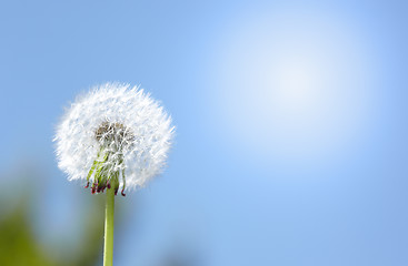 Image showing Dandelion