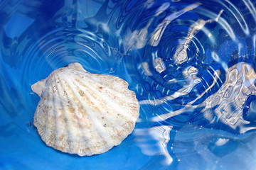 Image showing Shell in the water