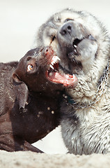Image showing Dog fight