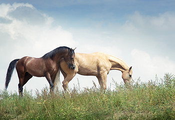 Image showing Horses