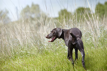 Image showing Kurzhaar in the hunting field