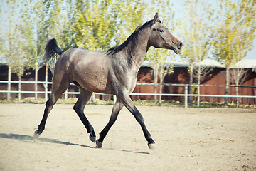 Image showing Young horse