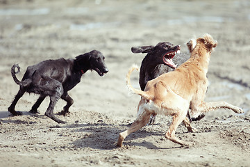 Image showing Dog fight