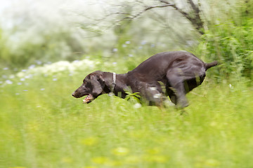 Image showing Hunting dog running