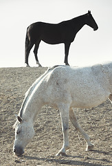 Image showing Two horses