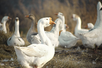 Image showing Ducks