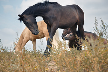 Image showing Horses