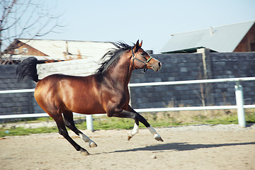 Image showing Horse running