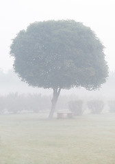 Image showing Tree in the fog