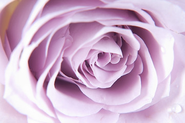 Image showing Pastel shade roses