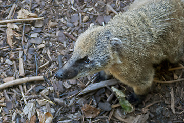 Image showing South American Coati