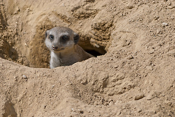 Image showing Meerkat