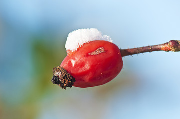 Image showing rose hip with snow hat