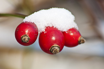 Image showing rose hip with snow hat
