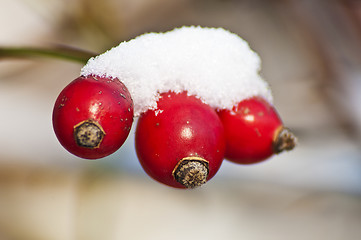 Image showing rose hip with snow hat