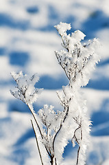 Image showing  plant with ice crystals