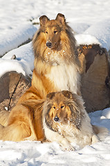 Image showing Collie dogs in snow