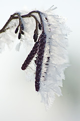 Image showing  branch with ice crystals