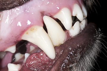 Image showing dog teeth