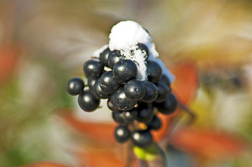 Image showing privet berries with snow hat