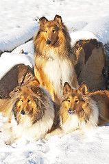 Image showing Collie dogs in snow