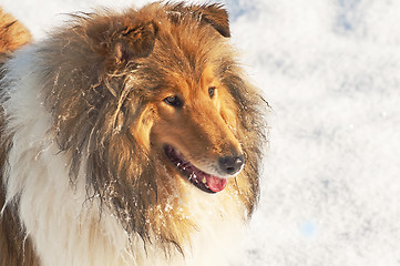 Image showing Collie dog in snow