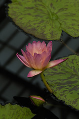 Image showing Pink Water Lily