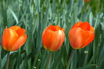 Image showing Three Tulips