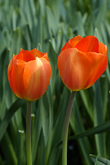 Image showing Two Tulips