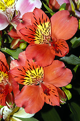 Image showing Two Red Orchids