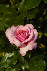 Image showing Pink Rose